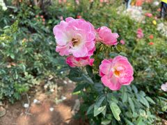 -香蜜公园