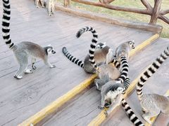 -上海野生动物园