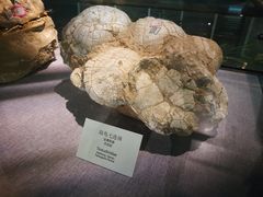 -烟台自然博物馆