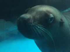 -泉城欧乐堡海洋极地世界