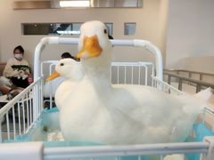 -怪兽屋·羊驼·猫咖·狗咖(俊华广场店)