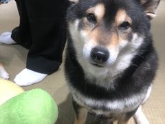 -逗柴咖啡屋·狗咖猫咖宠物桌游