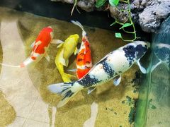 -凯德广场(学府店)