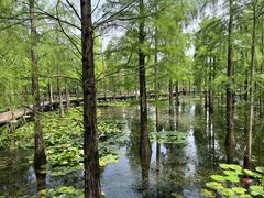 -池杉湖湿地公园