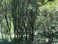 -宁波市保国寺古建筑博物馆