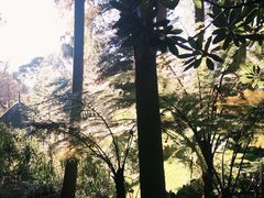 -墨尔本皇家植物园