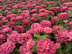 -上海浦江郊野公园-2号停车场