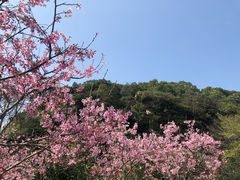 -广州市帽峰山景区