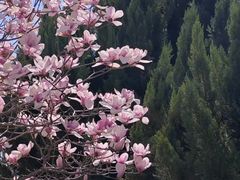 -石家庄市植物园