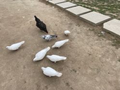 -上美四季动物农场
