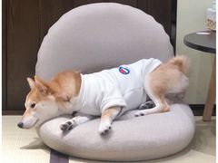 -逗柴咖啡屋·狗咖猫咖宠物桌游