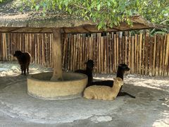-泉州海丝野生动物世界
