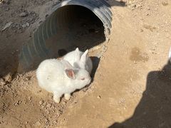 -前小桔亲子创意农场·草莓采摘·露营烧烤