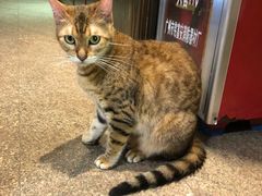 -more than meow吴止猫主题餐厅(承德 中船汇店)