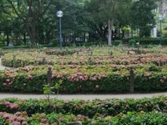 -九龙公园