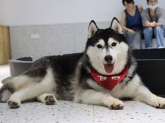 -Husky Go!哈士奇体验馆·宠物咖啡厅狗咖