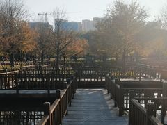 -五缘湾湿地公园