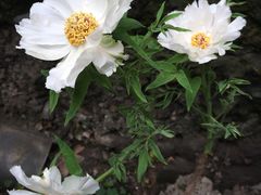 -恺庐茶园(宽窄巷子景区店)