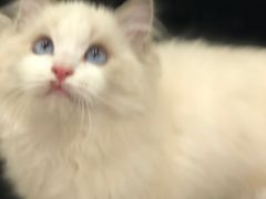 -Bastet sally猫舍购宠(静安店)