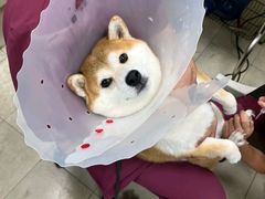 -美联众合爱康动物医院•复杂内科•肿瘤科•牙科•腔镜诊疗中心