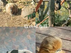 -红山森林动物园