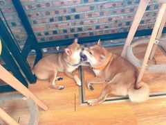 -柴犬高等学院·狗咖·柴犬售卖·宠物训练