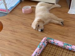 -多乐狗狗宠物训练工作室