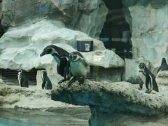 -帝企鹅自助餐厅•儿童岛•真企鹅(长隆企鹅酒店)