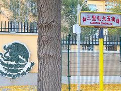 -三里屯东五街银杏大道