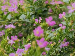 -径山花海