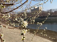 -桃花堤公园