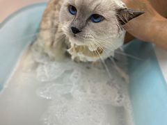 -PETKIT小佩宠物·低压洗护(国顺东路店)