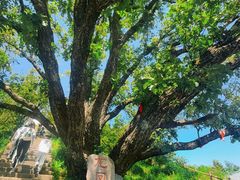 -牛背梁国家森林公园