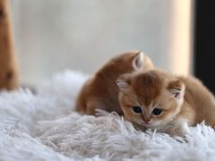 -珠海悠米米努特矮脚猫舍