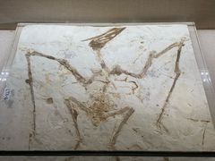 -安徽省地质博物馆