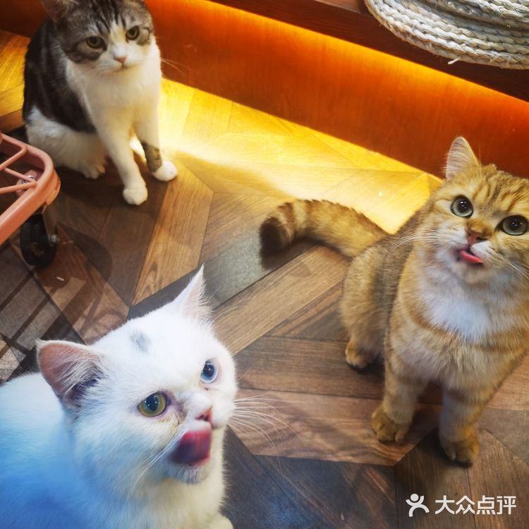 北京路撸宠圣地🦙可爱多羊驼俱乐部