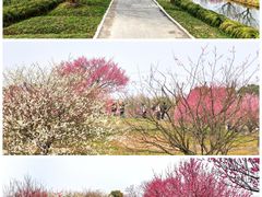 -花开海上生态园