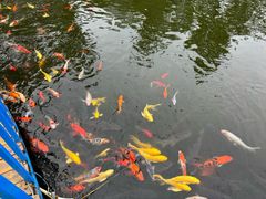 -南湖梦幻岛