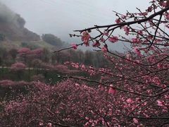 -新建村梅花