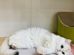 -青奢宠物·青奢猫舍