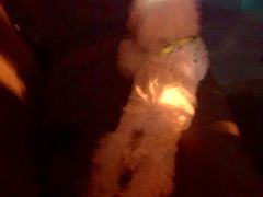 -爱侣·安琦尔宠物医院·中兽医针灸·心内科·狂犬免疫点(宝山区院)