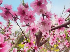 -田园东方蜜桃村的田野营地