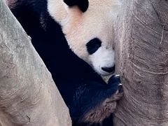 -广州长隆野生动物世界
