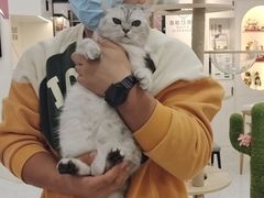 -喵园·猫主题咖啡厅·撸猫·猫咖(国贸店)