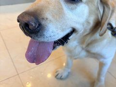 -瑞派申生动物医院·24H夜诊·国际动物医疗中心·骨外科(吴中路店)