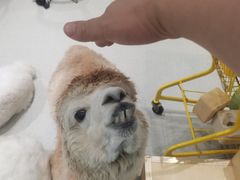 -萌喵宠狗爱心宠咖
