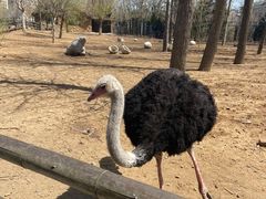 -大连森林动物园