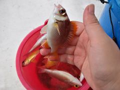 -小猫钓鱼海钓俱乐部(椰梦长廊店)