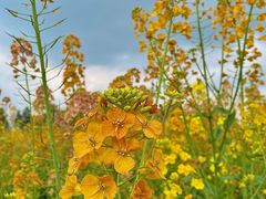 -中国天府农业博览园