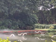 -广州长隆飞鸟乐园